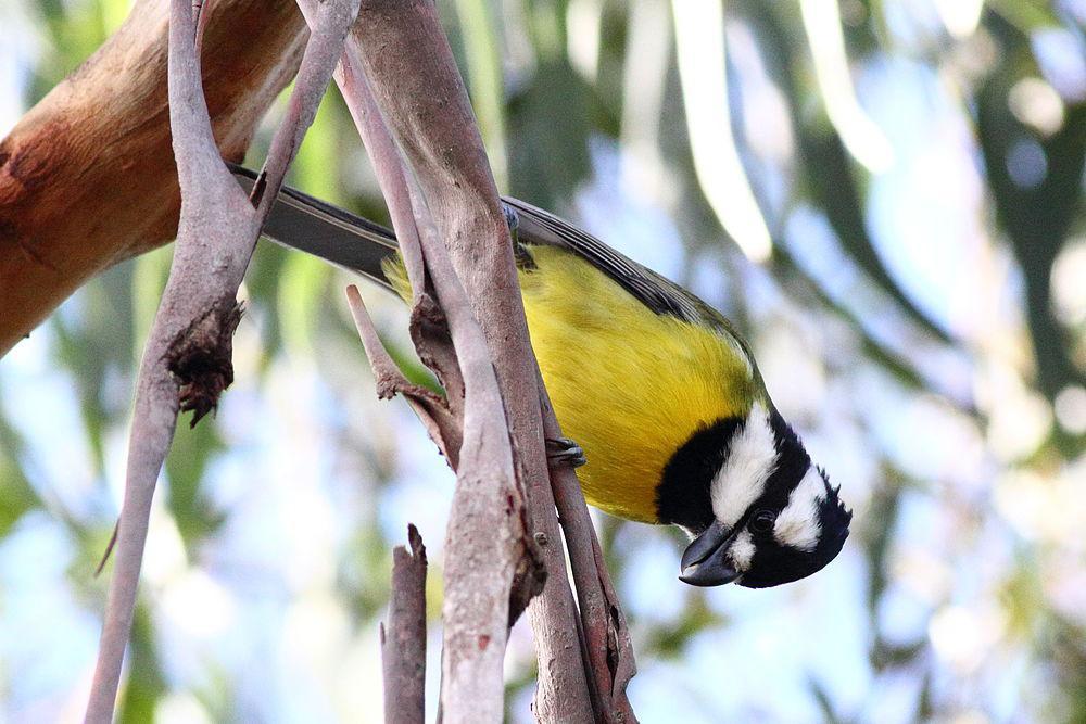 鵙雀鹟 / Crested Shriketit / Falcunculus frontatus