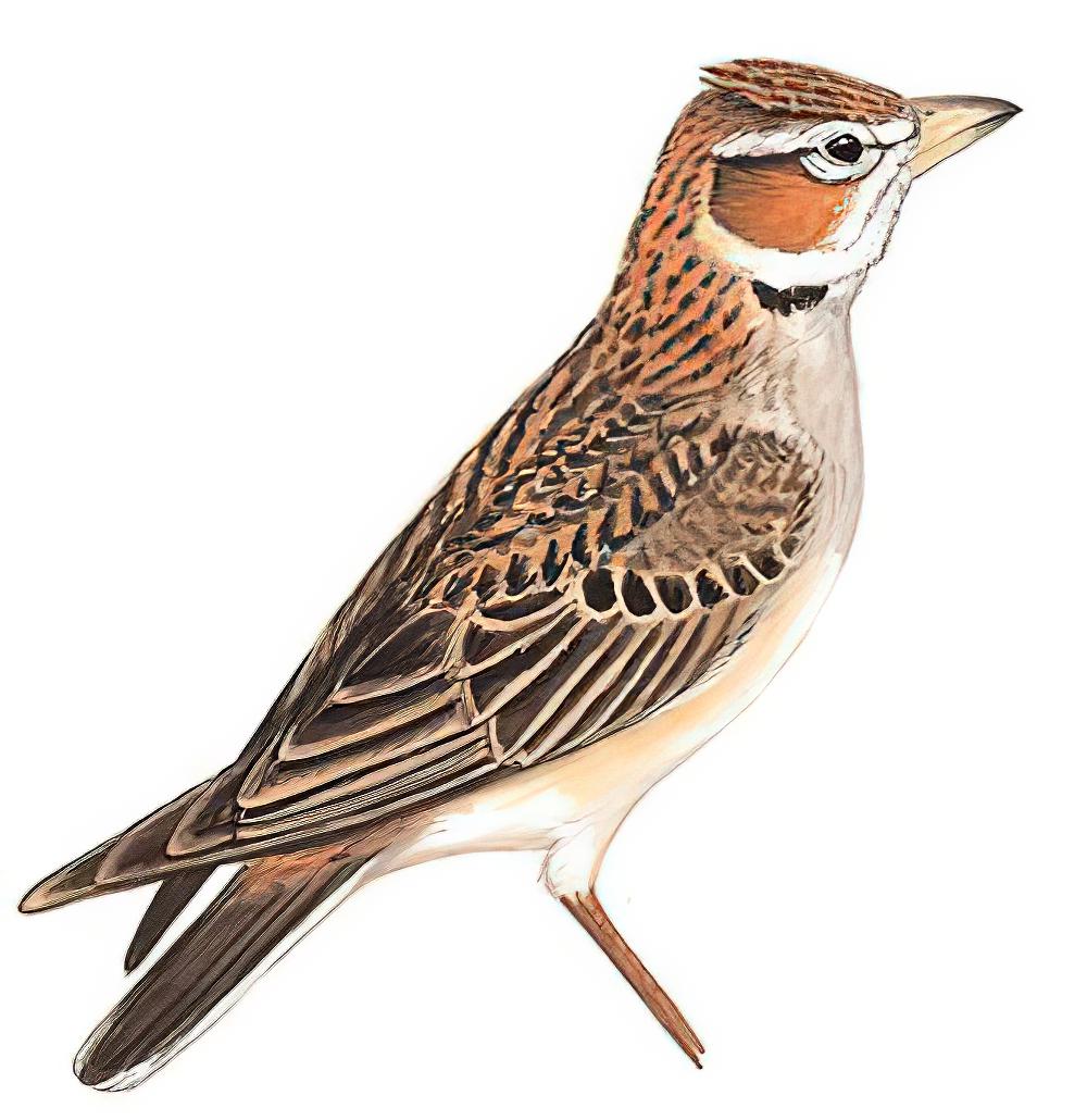 长嘴百灵 / Tibetan Lark / Melanocorypha maxima