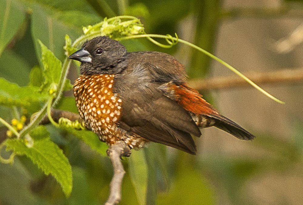 褐双点雀 / Brown Twinspot / Clytospiza monteiri