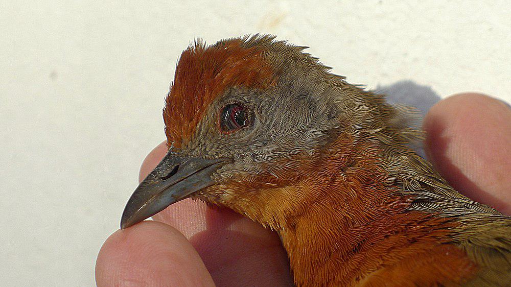 红顶田鸡 / Russet-crowned Crake / Rufirallus viridis