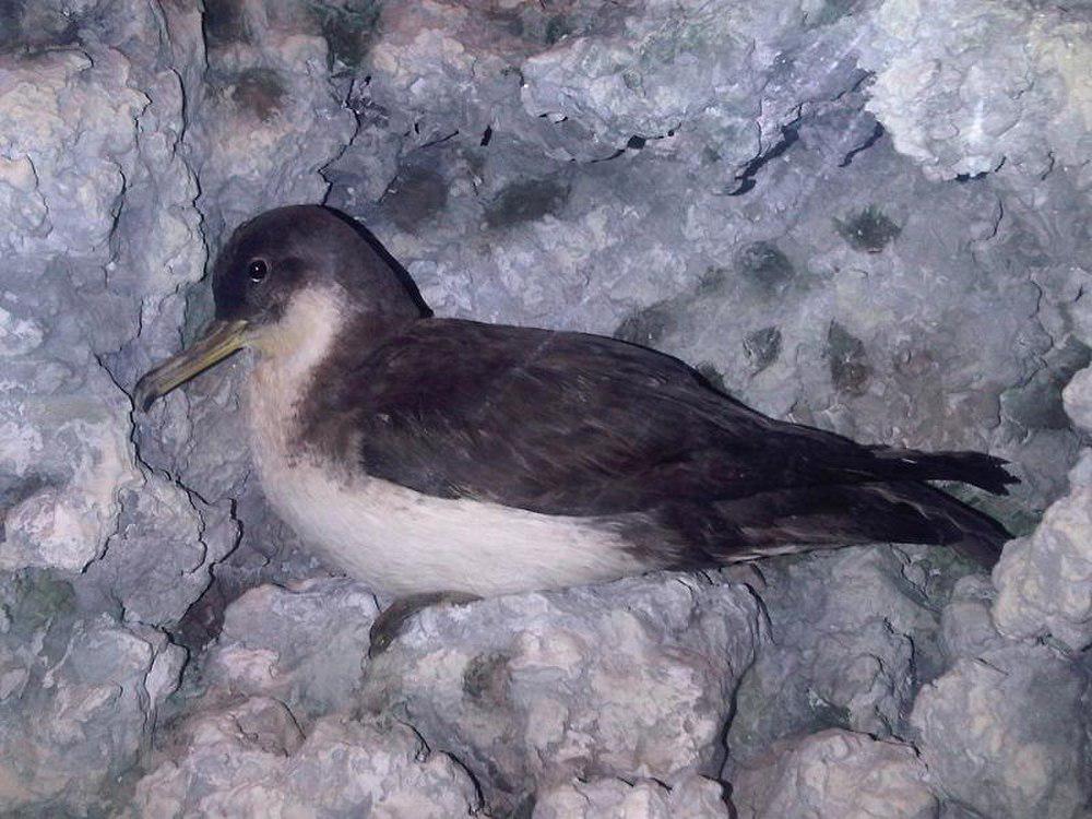 地中海鹱 / Yelkouan Shearwater / Puffinus yelkouan