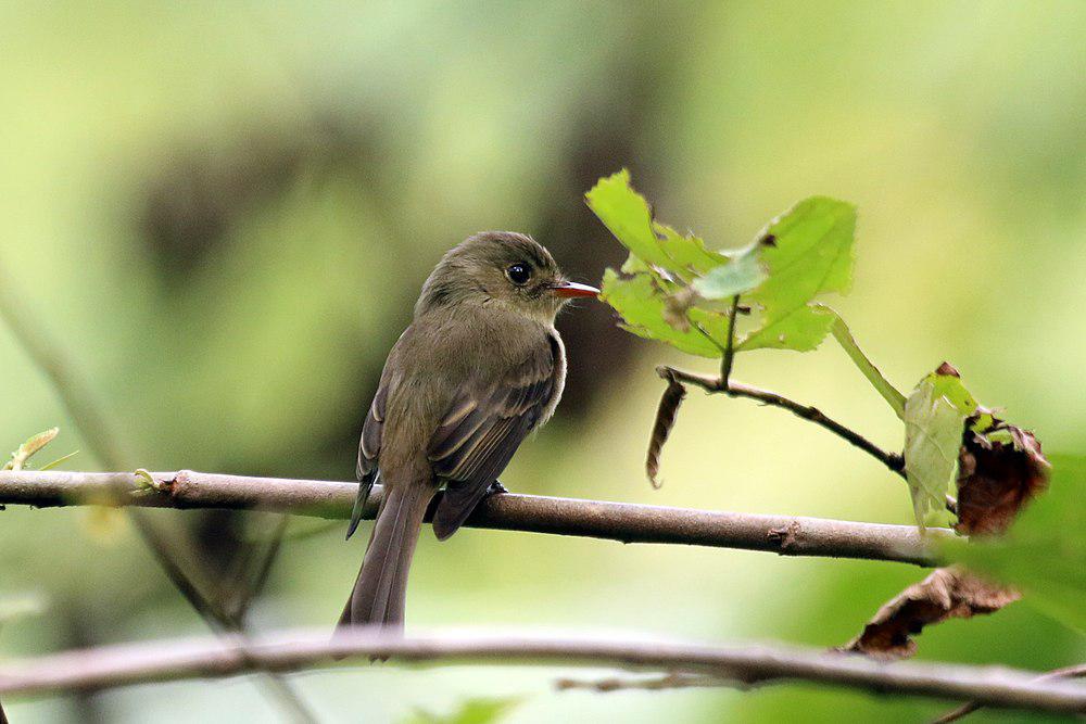 牙买加绿霸鹟 / Jamaican Pewee / Contopus pallidus