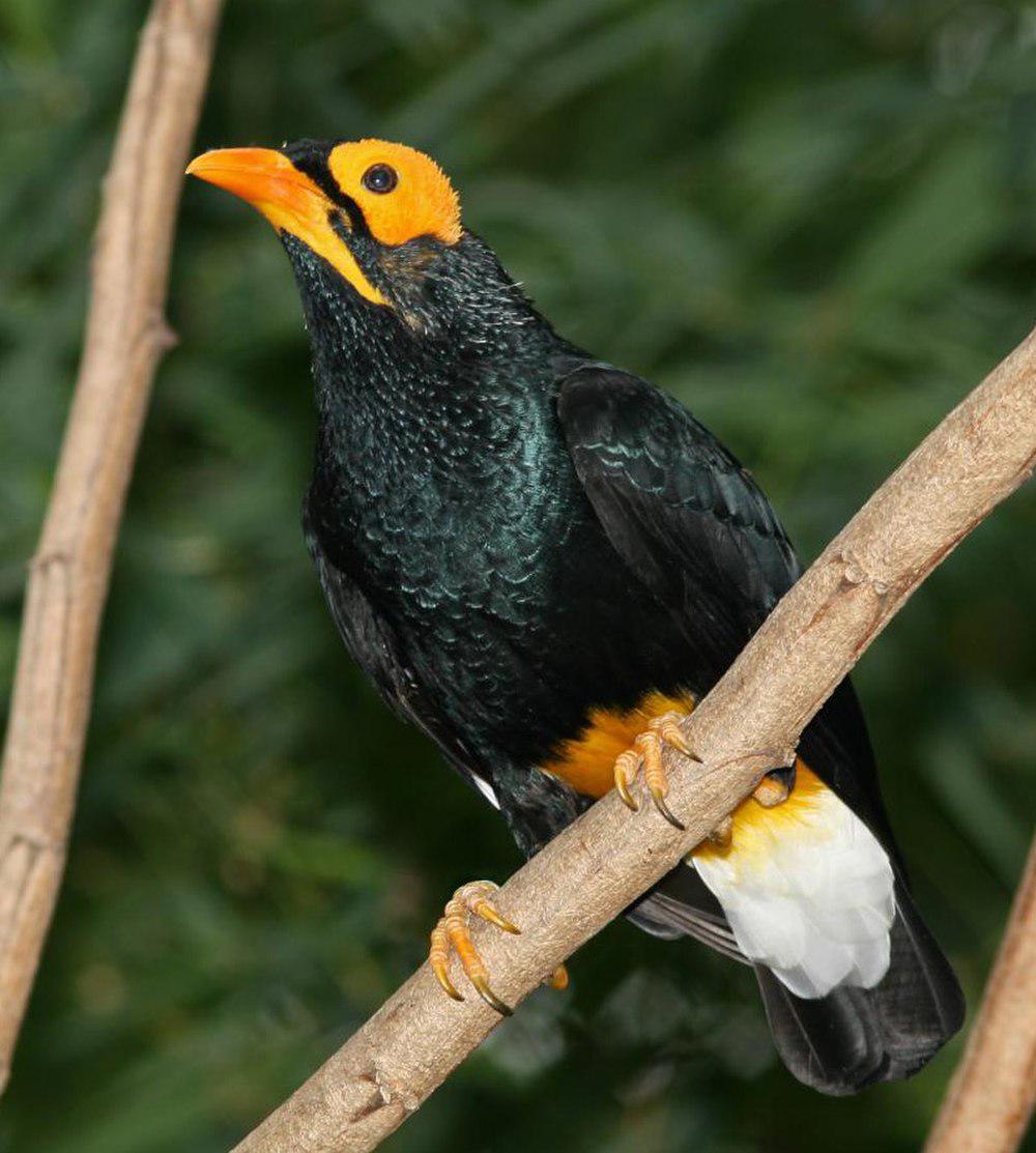 黄脸树八哥 / Yellow-faced Myna / Mino dumontii