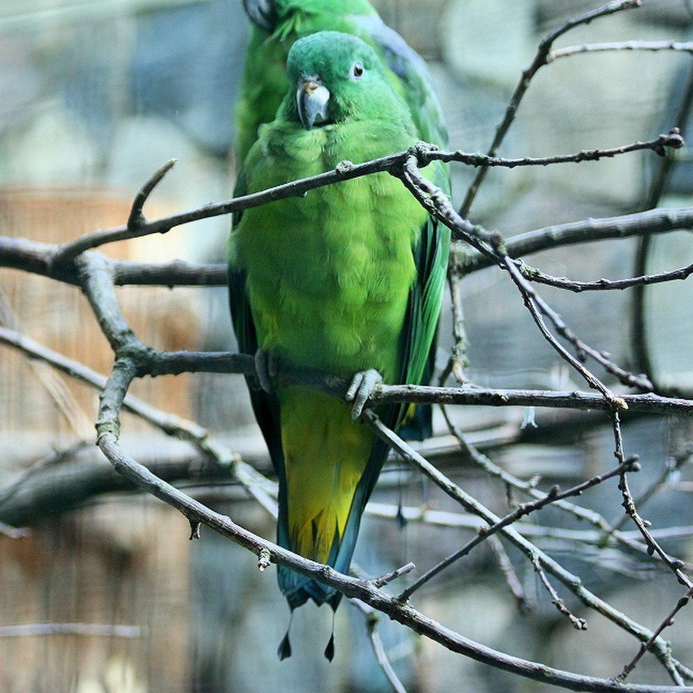 布岛扇尾鹦鹉 / Buru Racket-tail / Prioniturus mada