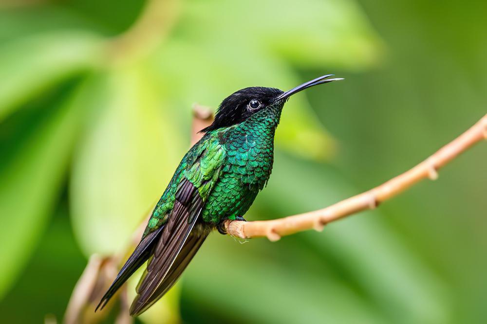 黑嘴长尾蜂鸟 / Black-billed Streamertail / Trochilus scitulus