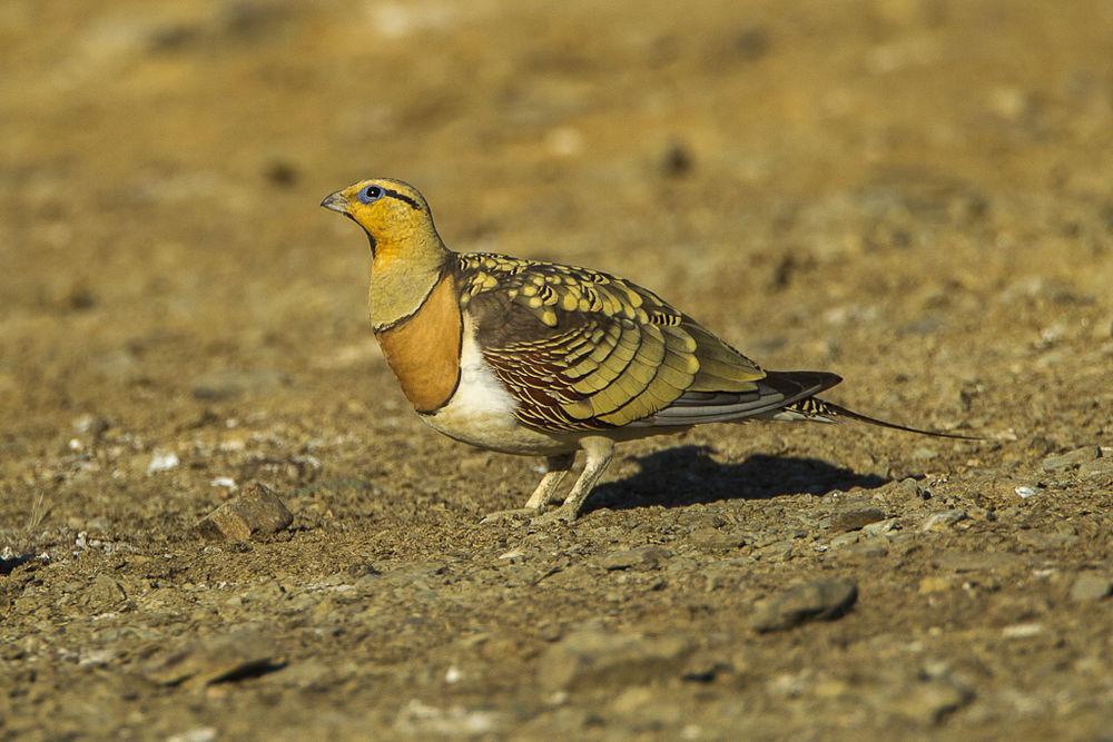 白腹沙鸡 / Pin-tailed Sandgrouse / Pterocles alchata