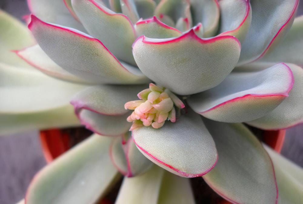 花月夜 Echeveria pulidonis