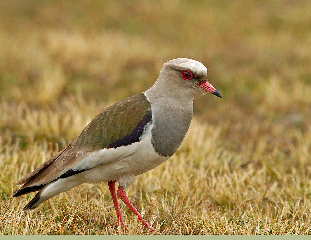 安第斯麦鸡 / Andean Lapwing / Vanellus resplendens