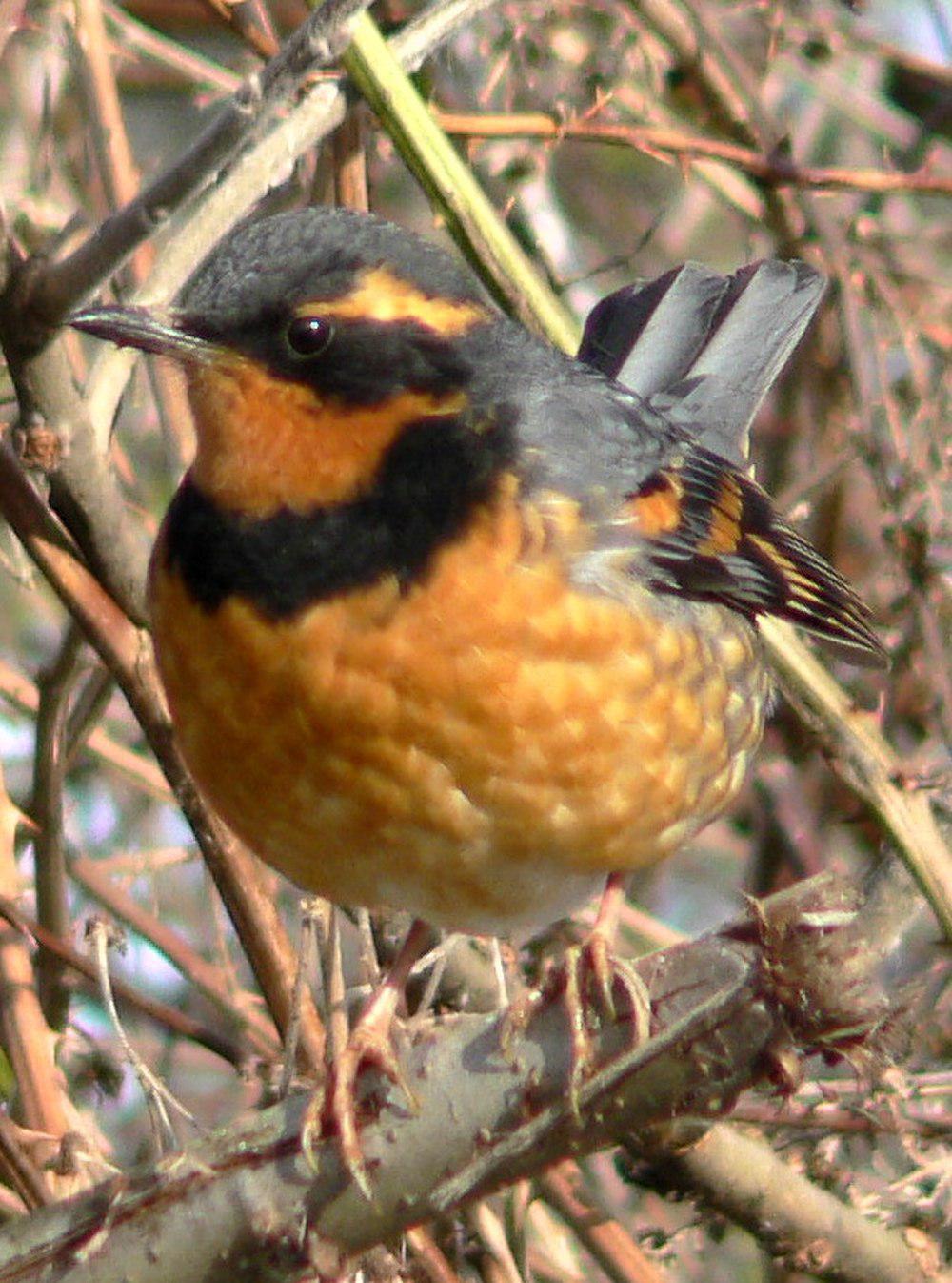 杂色鸫 / Varied Thrush / Ixoreus naevius