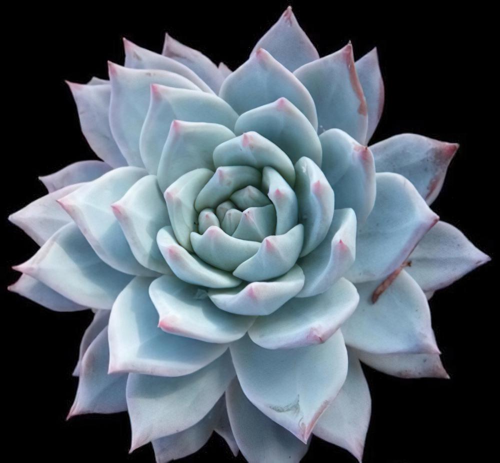 蓝鸟 Echeveria Blue brid