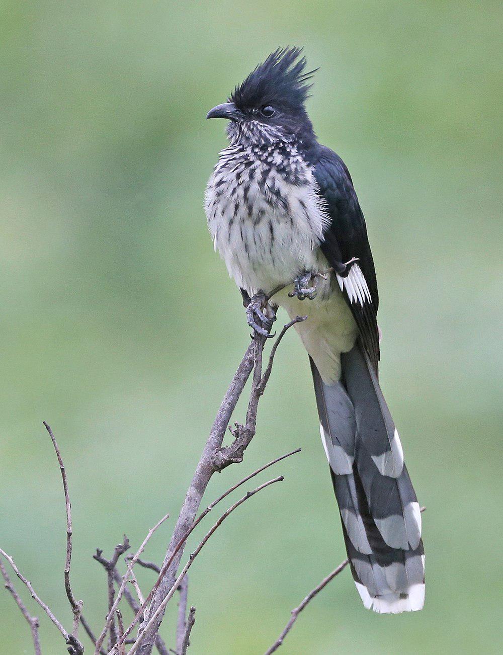 莱氏凤头鹃 / Levaillant\'s Cuckoo / Clamator levaillantii