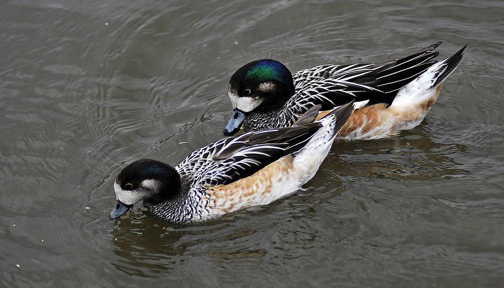 黑白斑胸鸭 / Chiloe Wigeon / Mareca sibilatrix