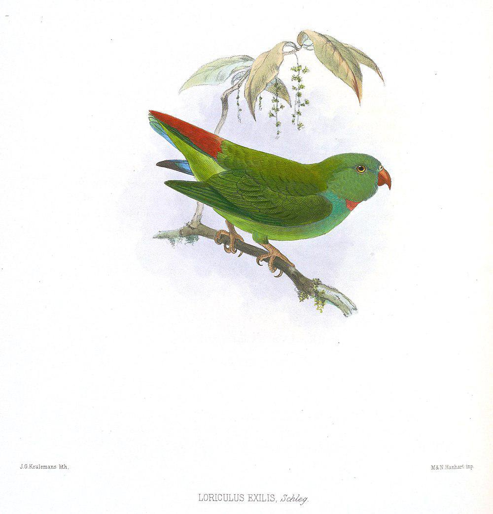 绿短尾鹦鹉 / Pygmy Hanging Parrot / Loriculus exilis