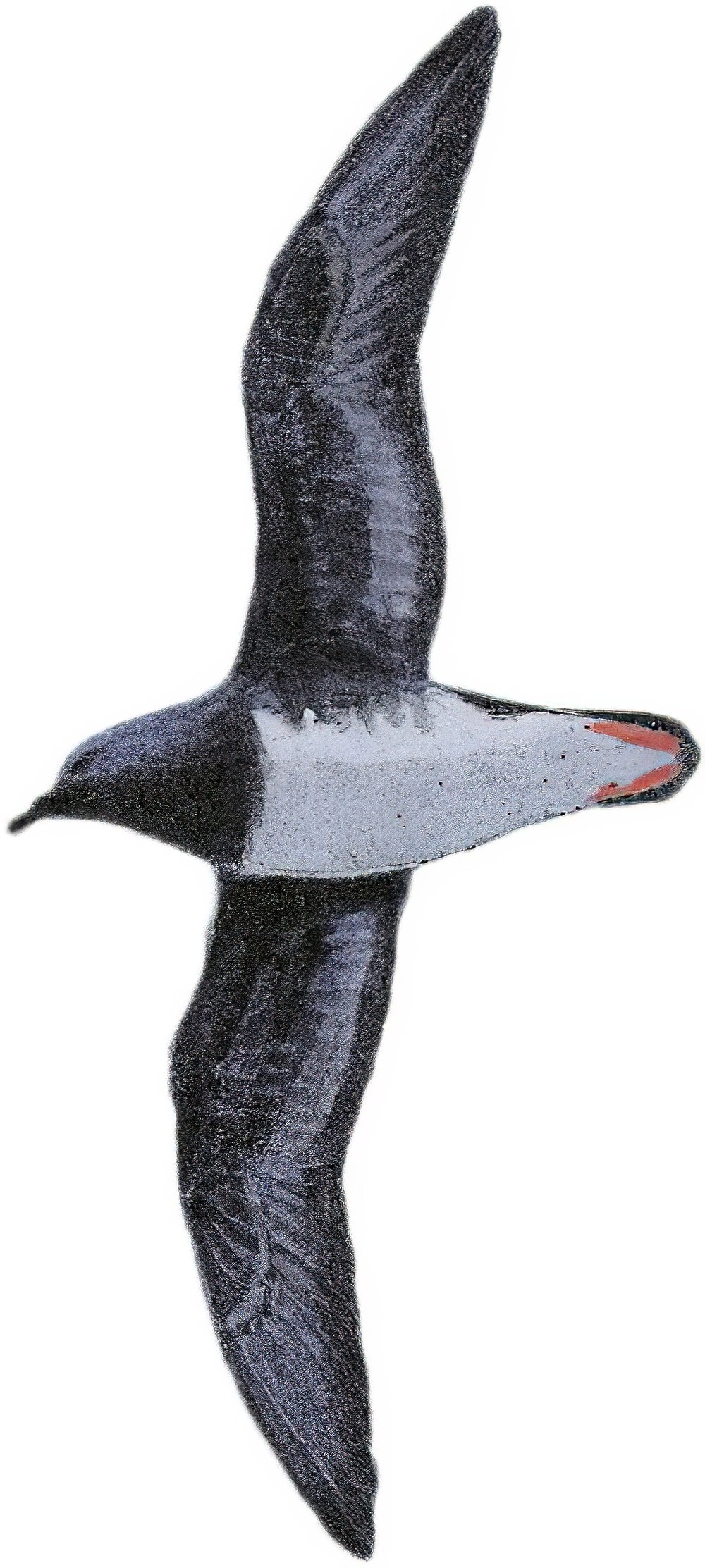 贝氏圆尾鹱 / Beck's Petrel / Pseudobulweria becki