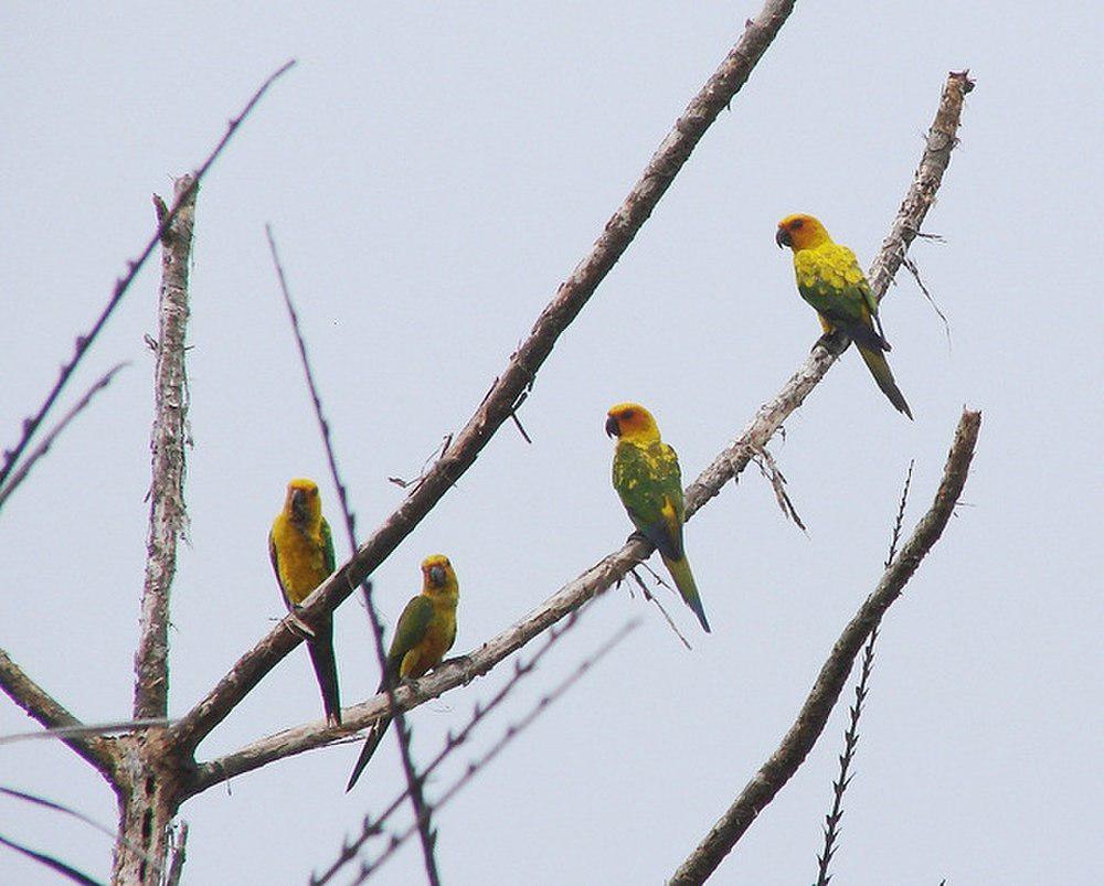 橙胸鹦哥 / Sulphur-breasted Parakeet / Aratinga maculata