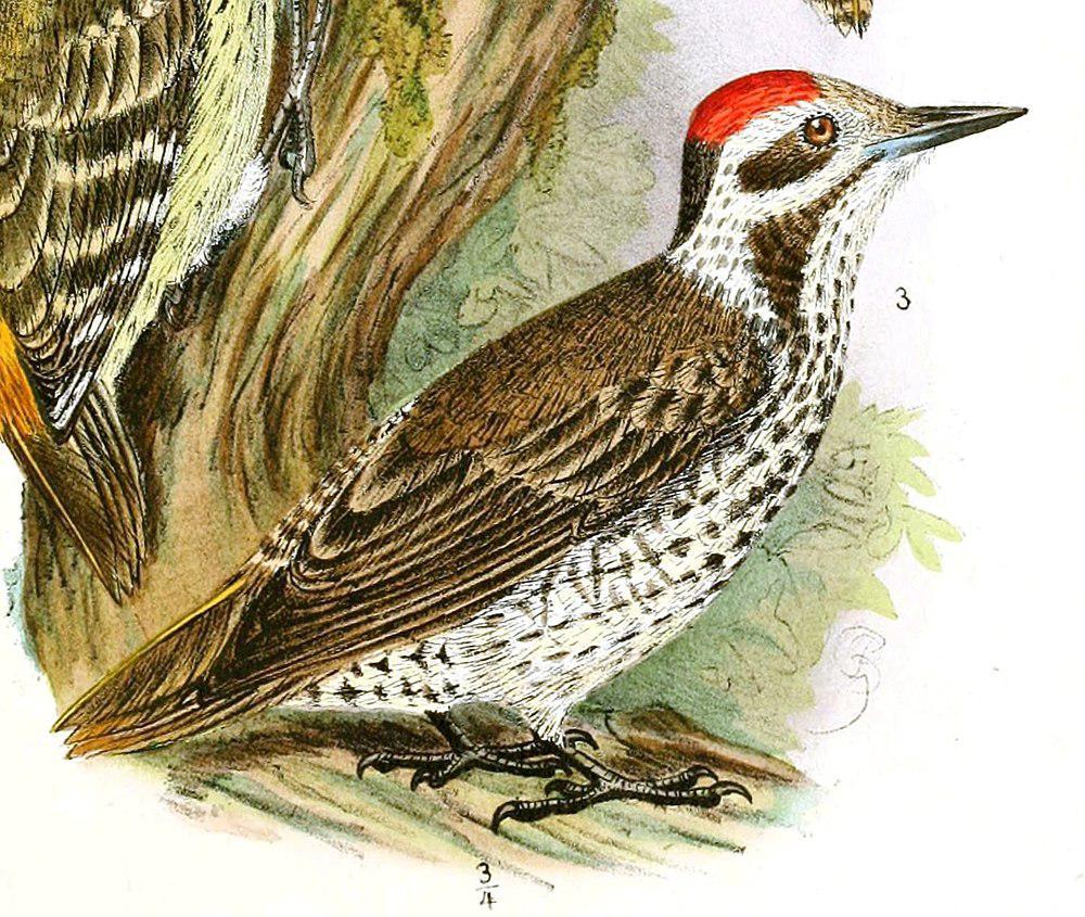 斯氏啄木鸟 / Stierling\'s Woodpecker / Dendropicos stierlingi