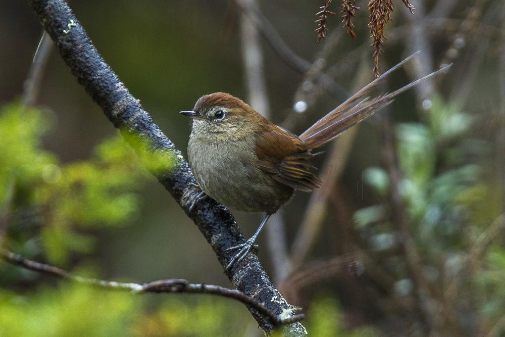 白颏棘尾雀 / White-chinned Thistletail / Asthenes fuliginosa