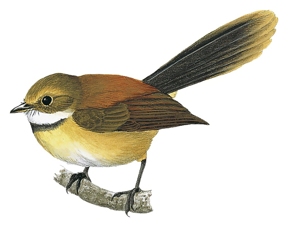 摩鹿加扇尾鹟 / Tawny-backed Fantail / Rhipidura superflua