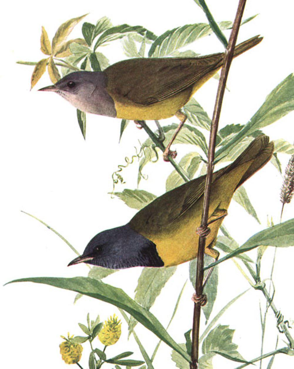 黑胸地莺 / Mourning Warbler / Geothlypis philadelphia