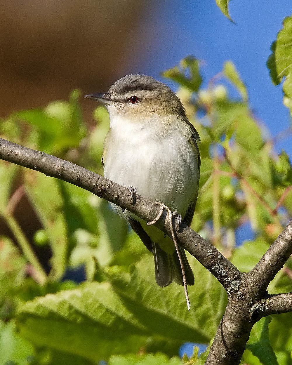 红眼莺雀 / Red-eyed Vireo / Vireo olivaceus