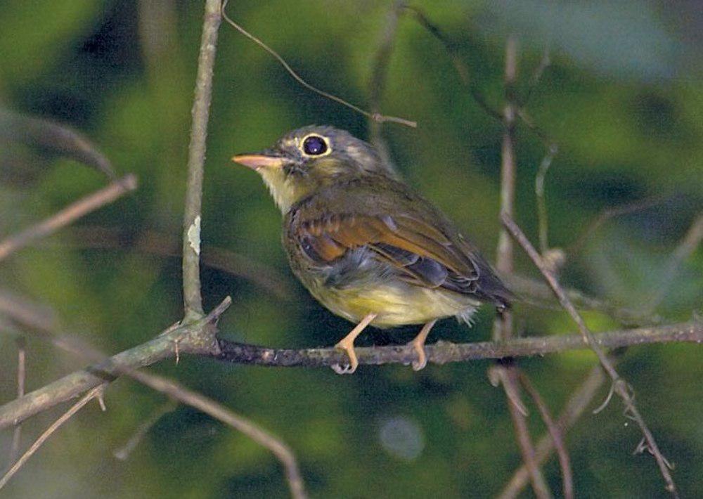 黄褐翅铲嘴雀 / Russet-winged Spadebill / Platyrinchus leucoryphus