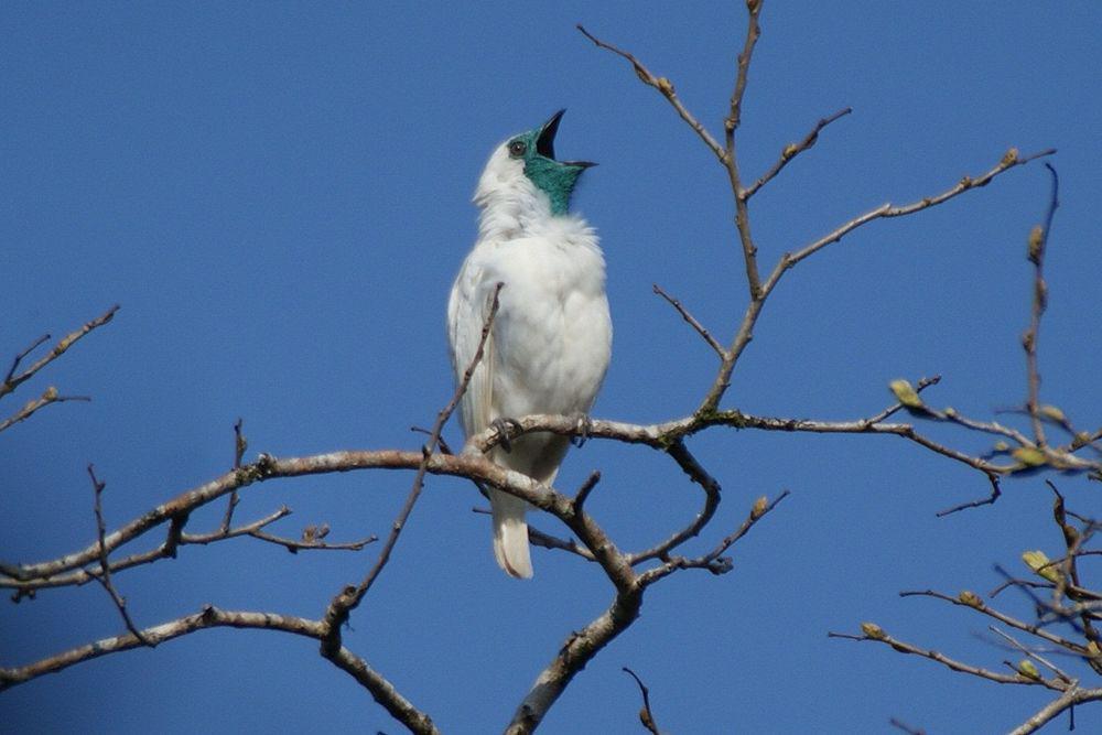 裸喉钟伞鸟 / Bare-throated Bellbird / Procnias nudicollis