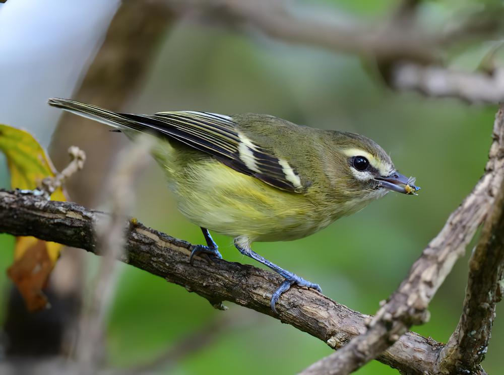 黄翅莺雀 / Yellow-winged Vireo / Vireo carmioli