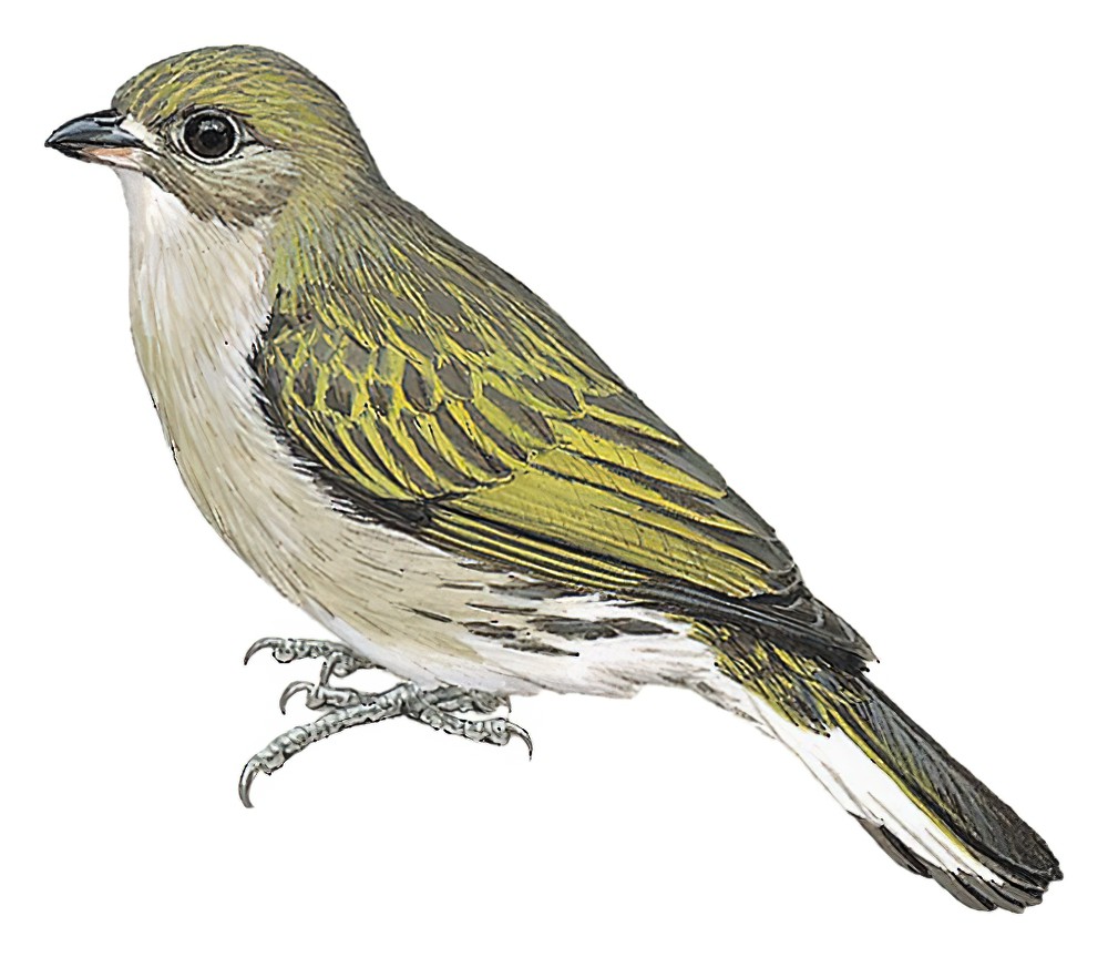 侏响蜜䴕 / Dwarf Honeyguide / Indicator pumilio