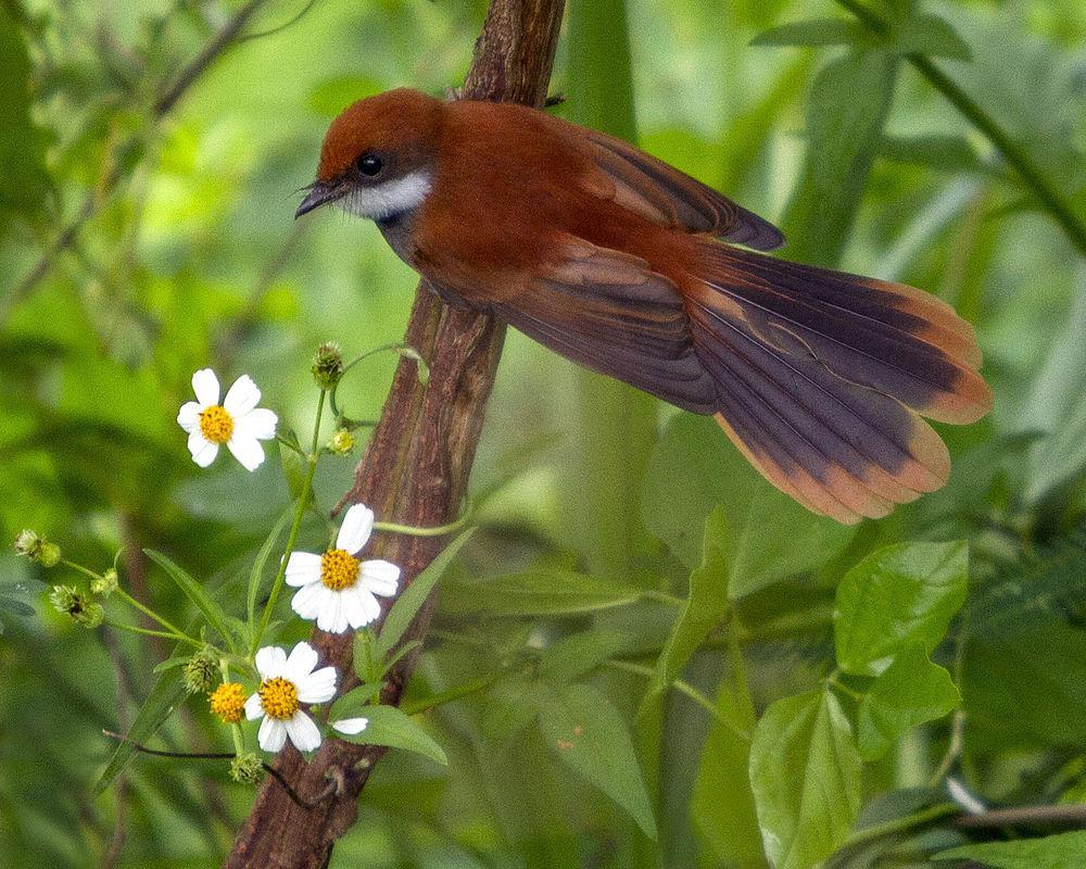 帕劳扇尾鹟 / Palau Fantail / Rhipidura lepida