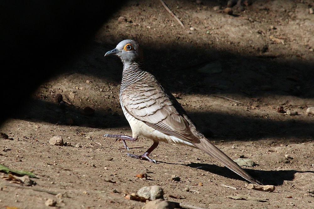 帝汶姬地鸠 / Barred Dove / Geopelia maugeus