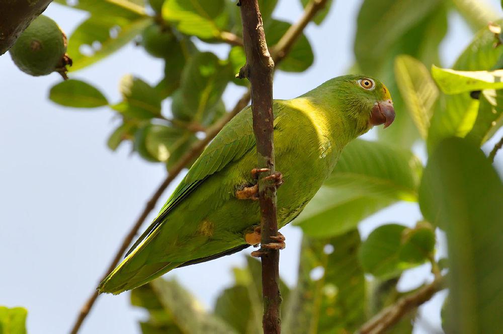 图伊鹦哥 / Tui Parakeet / Brotogeris sanctithomae