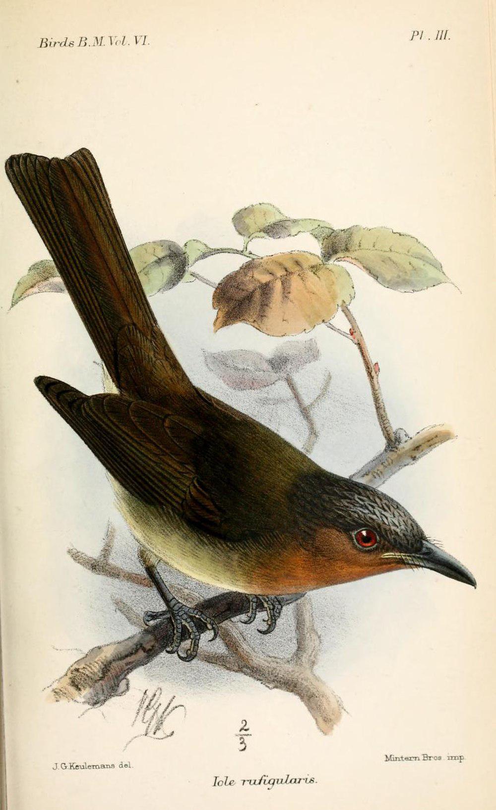 棉岛鹎 / Zamboanga Bulbul / Hypsipetes rufigularis