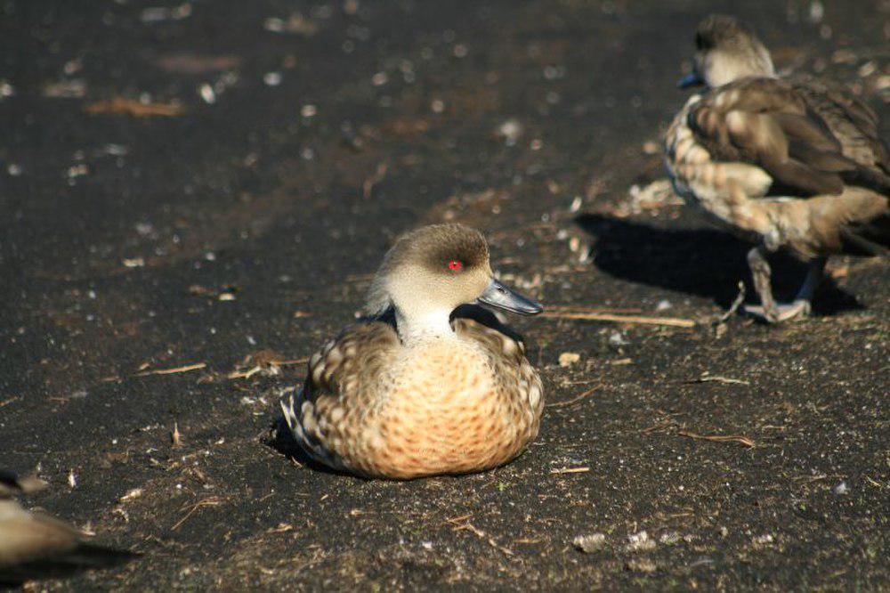 冠鸭 / Crested Duck / Lophonetta specularioides