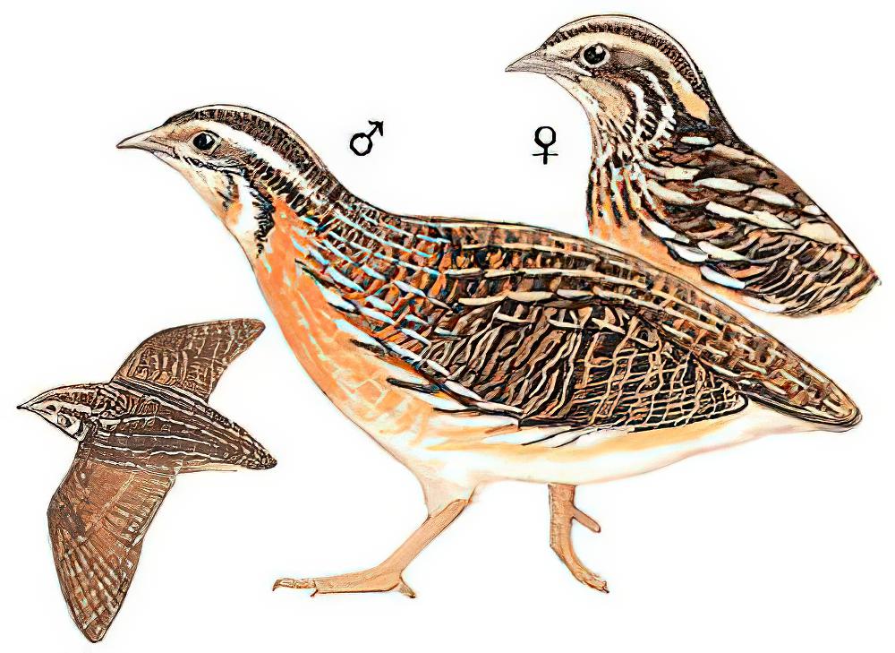 西鹌鹑 / Common Quail / Coturnix coturnix