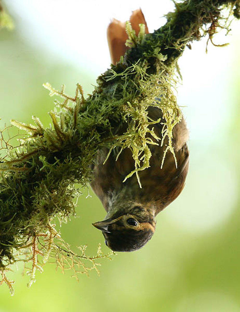 鳞喉拾叶雀 / Scaly-throated Foliage-gleaner / Anabacerthia variegaticeps