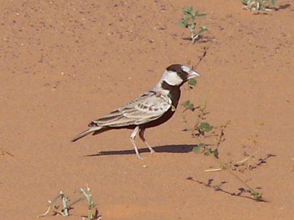 黑顶雀百灵 / Black-crowned Sparrow-Lark / Eremopterix nigriceps