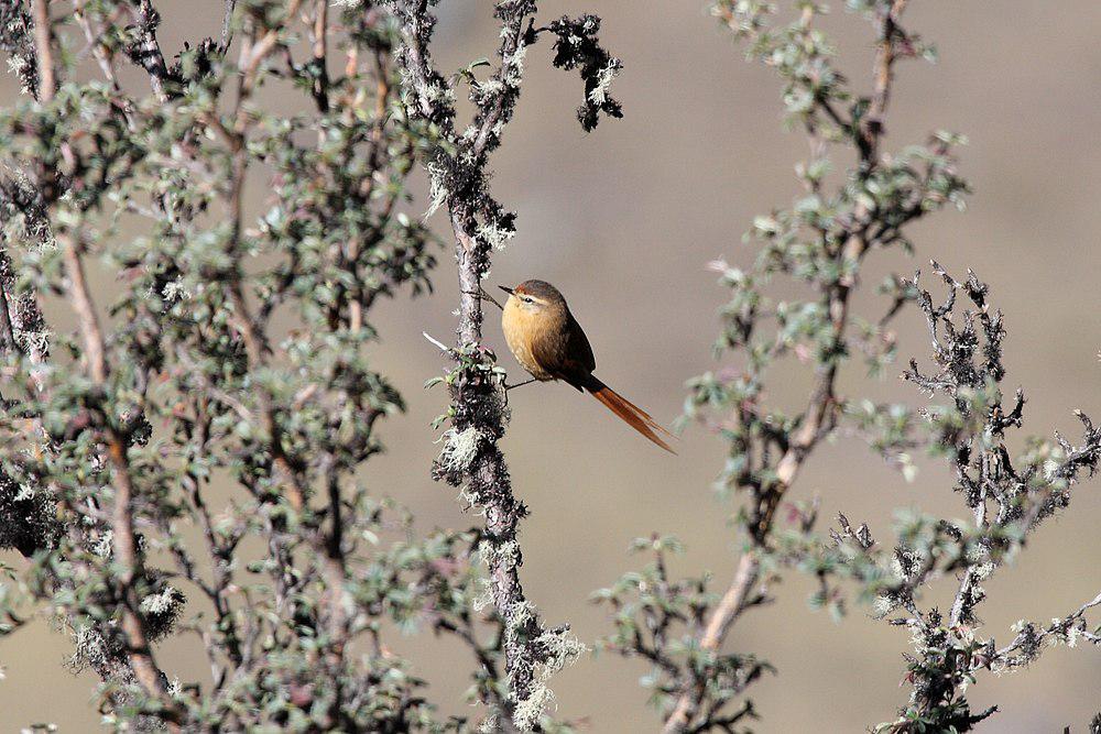 茶色针尾雀 / Tawny Tit-Spinetail / Sylviorthorhynchus yanacensis