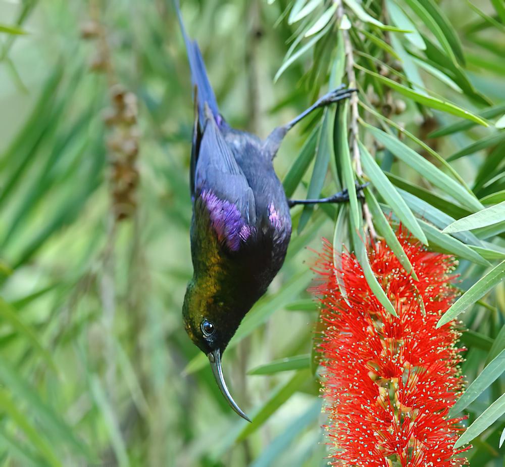 塔卡花蜜鸟 / Tacazze Sunbird / Nectarinia tacazze