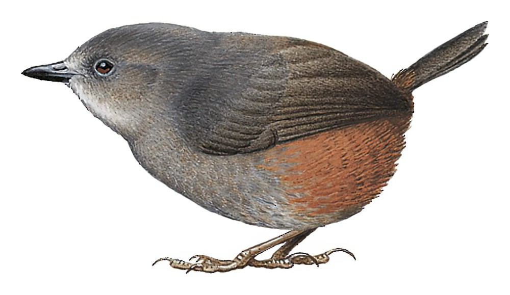 褐腰窜鸟 / Brown-rumped Tapaculo / Scytalopus latebricola