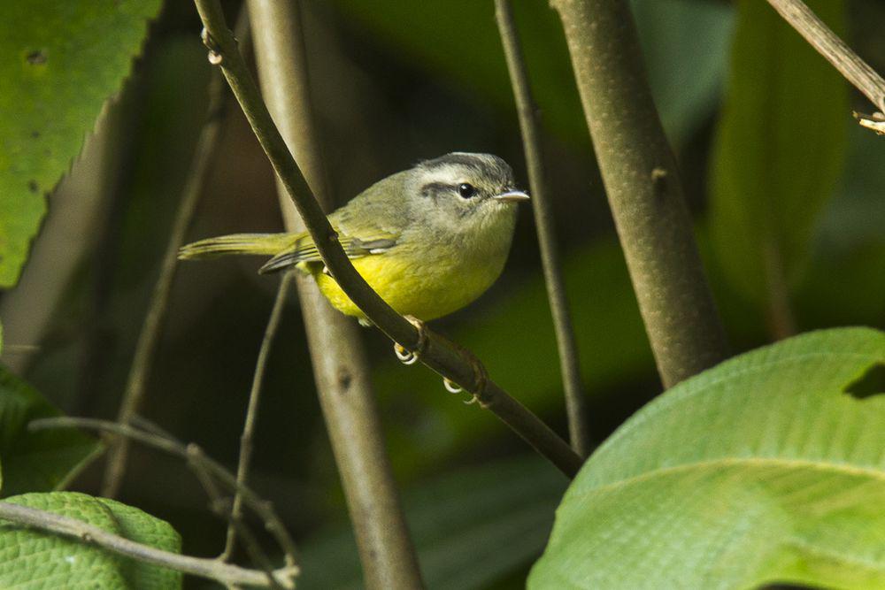 三斑王森莺 / Three-banded Warbler / Basileuterus trifasciatus