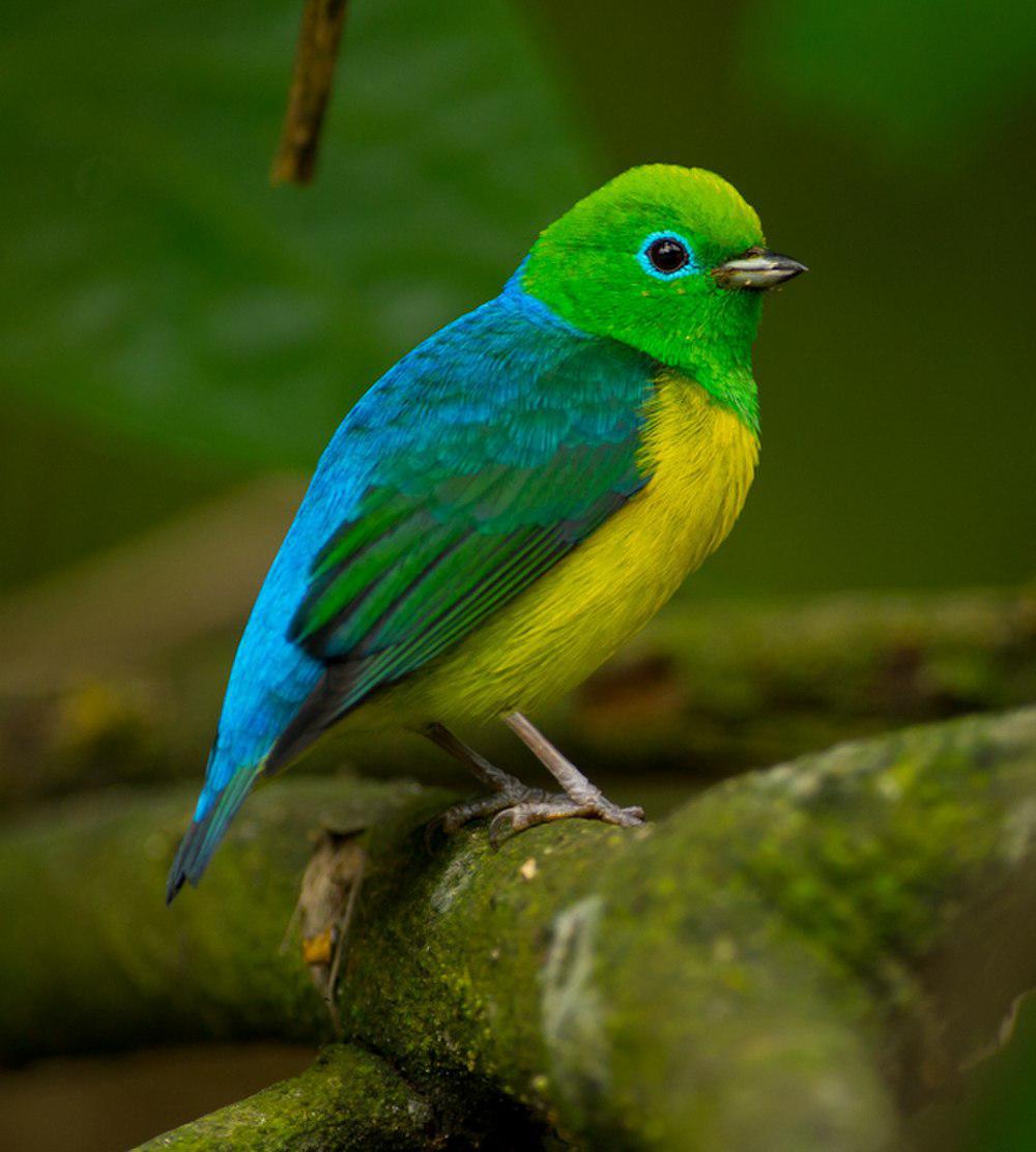 蓝枕绿雀 / Blue-naped Chlorophonia / Chlorophonia cyanea