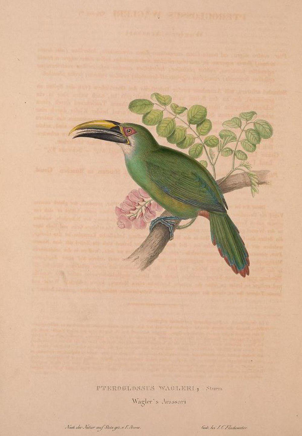 韦氏绿巨嘴鸟 / Wagler\'s Toucanet / Aulacorhynchus wagleri