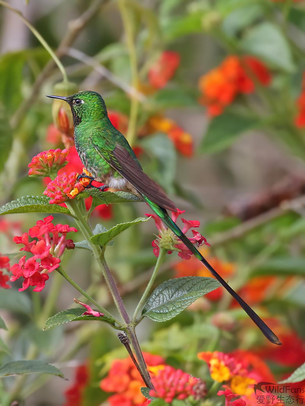 绿带尾蜂鸟 / Green-tailed Trainbearer / Lesbia nuna