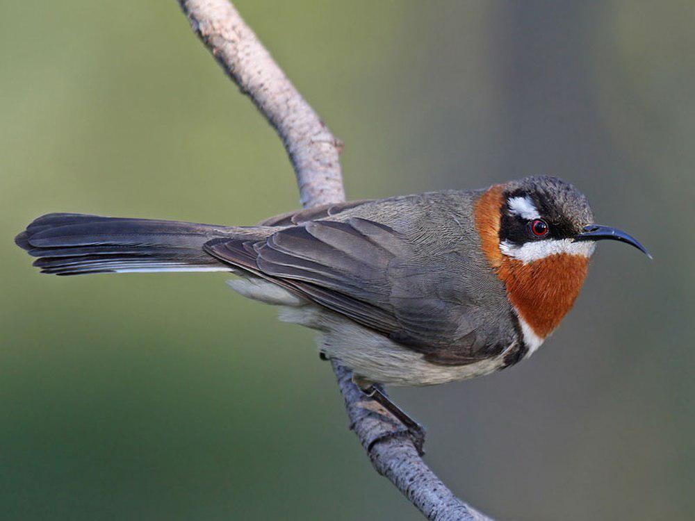 西尖嘴吸蜜鸟 / Western Spinebill / Acanthorhynchus superciliosus