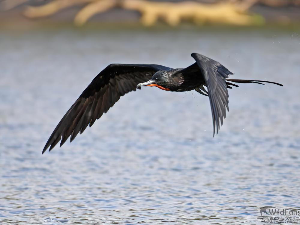 华丽军舰鸟 / Magnificent Frigatebird / Fregata magnificens