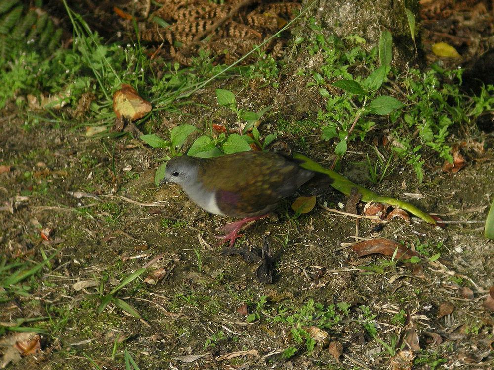 灰喉鸡鸠 / Bronze Ground Dove / Pampusana beccarii