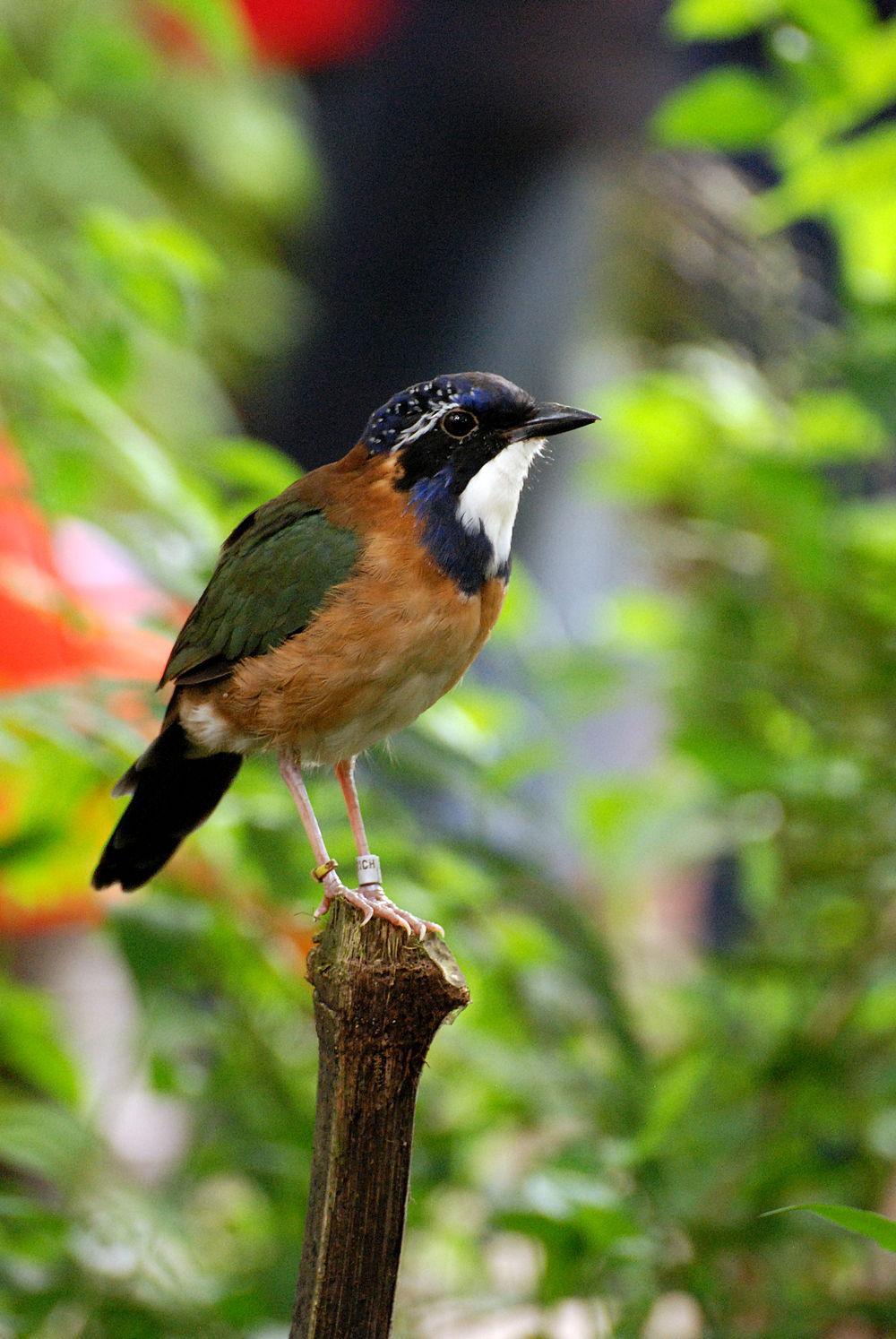 地三宝鸟 / Pitta-like Ground Roller / Atelornis pittoides