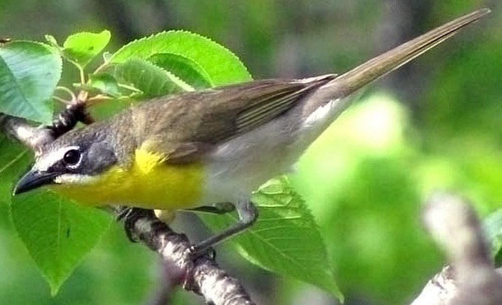 黄胸大䳭莺 / Yellow-breasted Chat / Icteria virens