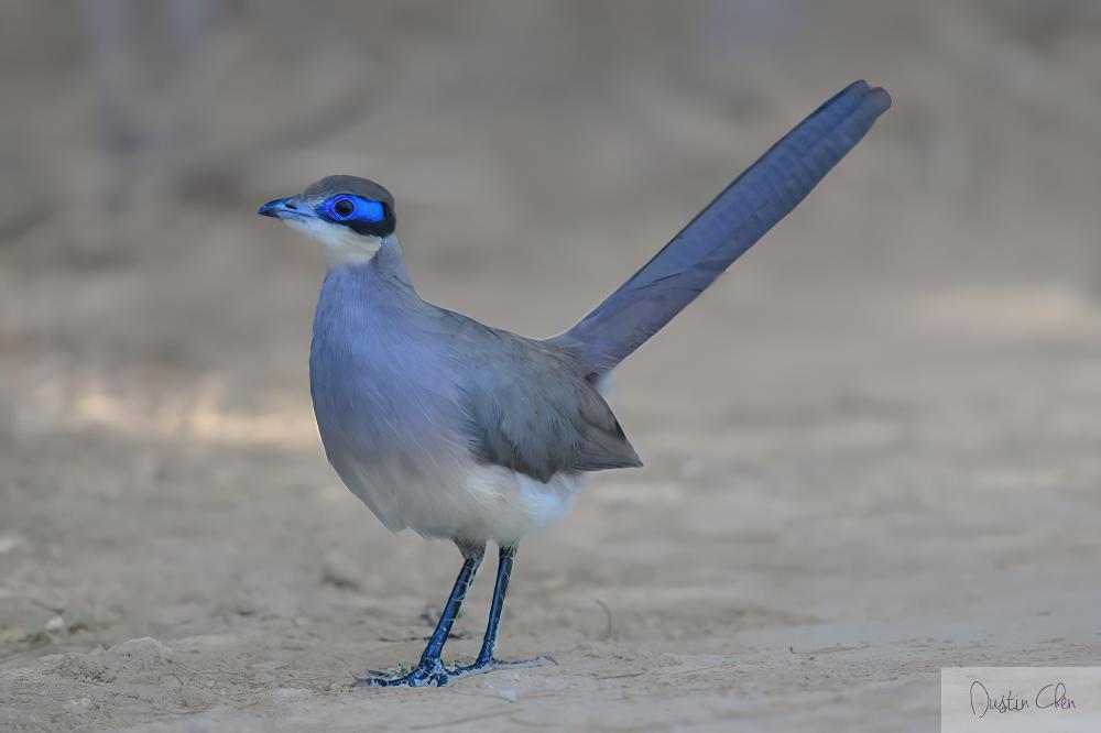 蓝马岛鹃 / Blue Coua / Coua caerulea