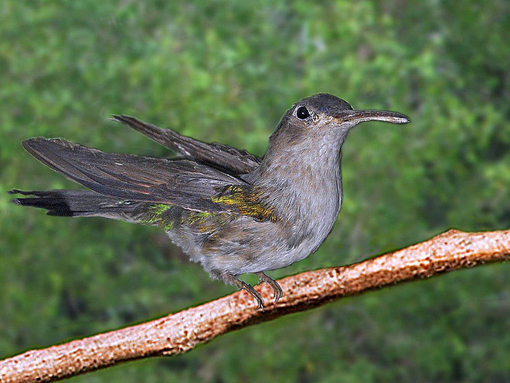 弯翅刀翅蜂鸟 / Curve-winged Sabrewing / Pampa curvipennis